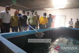 Gubernur Babel libatkan UBB dalam produksi benur udang vaname