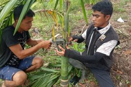 Temukan jejak harimau, BKSDA Sumbar pasang kamera jebak
