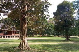 Pohon "berangkulan" di Candi Muara Jambi menarik perhatian peneliti BPTP