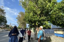 Pekerjaan jalan di Kota Gorontalo berdampak pada ratusan pohon