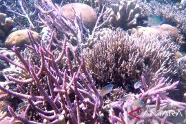 LSM-Pemprov Sulteng bersama  jaga laut dari pemanasan global