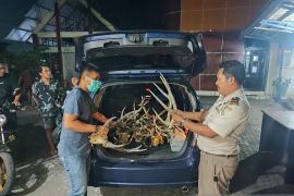 Karantina Pertanian Manado cegah bisnis satwa dilindungi
