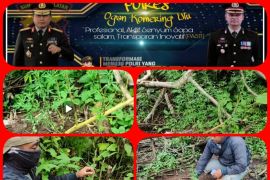 Polisi temukan tanaman ganja  di kebun warga di OKU