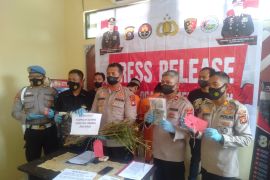 Polres OKU buru  pemilik kebun ganja