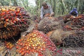 Harga minyak sawit mentah di Jambi naik Rp187 per kilogram