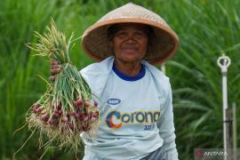 Peneliti: Petani butuh dukungan berperan dalam rantai pasok pangan