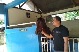 Pacu kuda di Payakumbuh diharapkan dapat naikkan harga kuda pacu