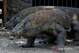 Balai TNK identifikasi kematian seekor Komodo