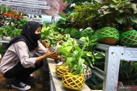 Minat tanaman hias menurun, masyarakat lebih suka tanaman lanskap