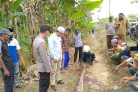 Seorang nenek tewas dililit ular piton saat hendak membuang air