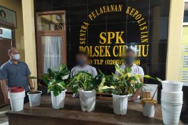 Maling spesialis tanaman hias ratusan juta rupiah ditangkap Polres Sukabumi