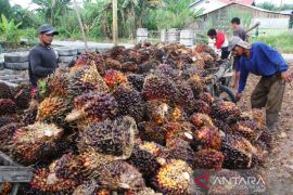 Pendapatan petani plasma-KKPA PT EDI naik signifikan pada 2021