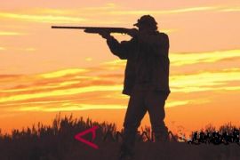 Pemburu babi tewas tertembak peluru nyasar teman sendiri