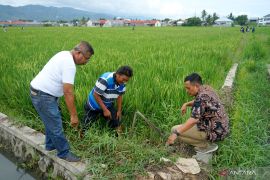Balintan Gorontalo melakukan pengendalian hama tikus di persawahan