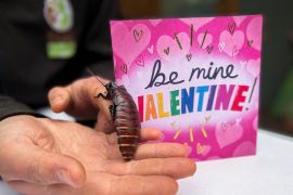 Cinta kandas? Namai kecoa dengan nama sang mantan