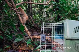 PT Timah bersama ALOBI Foundation melepasliarkan empat kukang di Kawasan BIO