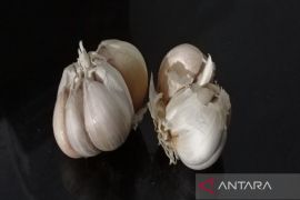 Disperindag Sumut berupaya kendalikan  kenaikan harga bawang putih