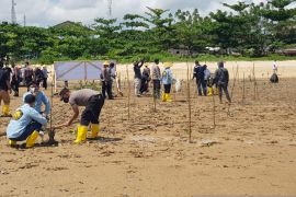 PT Timah bersama Dirjen Minerba tanam 3000 mangrove di Pesisir Teluk Rubiah