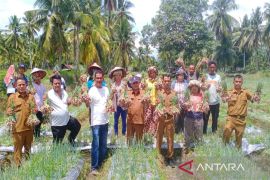 Kelompok tani Karya Bersama Manyabar Jae panen bawang merah