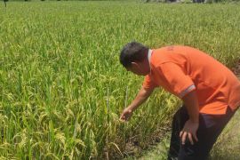 Panen padi petani Aceh Barat Daya turun karena burung