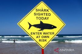 Perenang tewas diserang hiu, pantai-pantai di Sydney ditutup