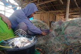 Harga rajungan di Lampung Timur capai Rp100 ribu per kg
