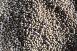 Kementan target produksi 1 juta ton kedelai untuk mencukupi kebutuhan nasional