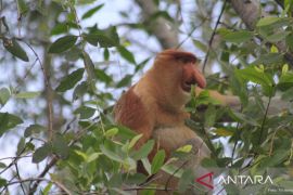 Sekitar 25 ribu bekantan Kalimantan terancam punah
