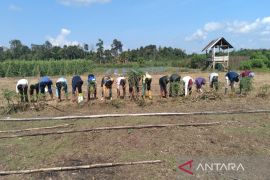 Ilham Pangestu bantu petani kembangkan jagung di lahan 60 hektare