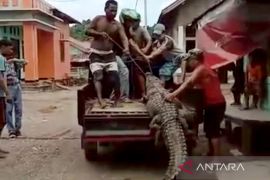 Terkait insiden eksekusi buaya, BKSDA Maluku ingatkan warga lapor Tim Penyelamat guna atasi satwa liar