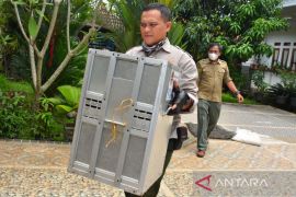 Evakuasi Kukang Jawa dari rumah warga