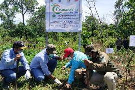 DLH Paser dan PT PAMA tanam tiga ribu pohon di Tahura Lati Petangis