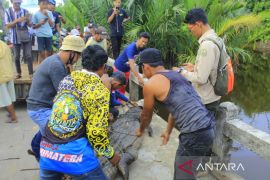 Buaya hasil tangkapan warga Kayong Utara dilepas liarkan