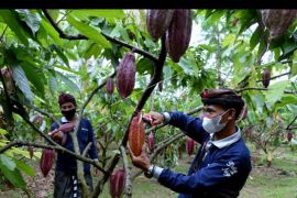 Agrowisata kebun kakao Jembrana