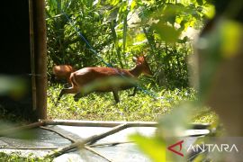 Pelepasliaran 12 kijang tambah populasi di TN Meru Betiri