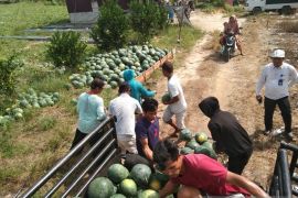 Belajar otodidak, petani binaan CD RAPP ini sukses kembangkan kebun semangka