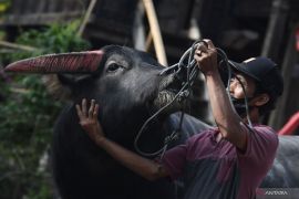 Bantai Adat di Merangin dirangkai Gernas Bangga Buatan Indonesia