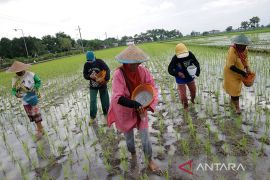 Alokasi pupuk bersubsidi Kabupaten Bangka Tengah capai 4.070 ton