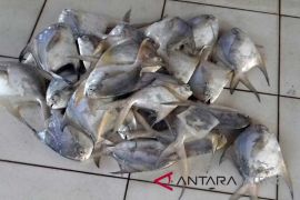 Lombok Barat pasok 6 ton ikan bawal ke perusahaan tambang