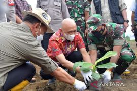 Menkop dan UKM tanam perdana pisang Cavendish di Bener Meriah
