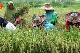 Memaksimalkan produktivitas padi di lahan pasang surut