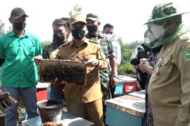 Manisnya budi daya lebah madu tak harus dari tengah hutan