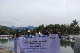 PLN ULP Labuhan Haji selesaikan penyalaan KWh meter tambak udang