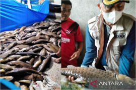 Air sungai berlumpur, sekitar tiga ton ikan Lubuk Landur Pasaman Barat mati