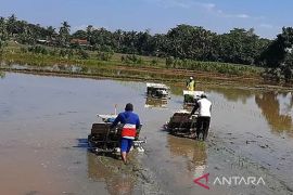 Petani di Cilacap diimbau lakukan percepatan tanam