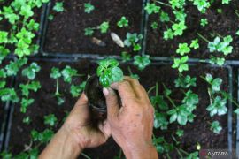 Kerja sama petani untuk membudidayakan Porang