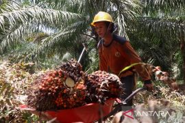 Buruh sawit di Tapin laporkan dugaan kecurangan perusahaan