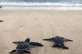 Lestarikan biota laut, 100 tukik belimbing dilepasliarkan ke habitat