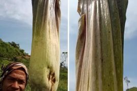 Bunga bangkai "raksasa" tumbuh di kebun kopi warga di Bener Meriah