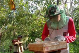 Gapoktan Petangis di Paser Budidaya ternak lebah